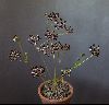 <em>Pelargonium auritum subsp auritum</em>
